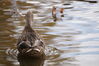 Filename=20201017_064.jpg
Filesize=315KiB
Dimensions=2047x1360
Date added=May 21, 2021 20201017_064.jpg