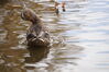 Filename=20201017_065.jpg
Filesize=347KiB
Dimensions=2047x1360
Date added=May 21, 2021 20201017_065.jpg