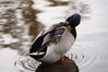Filename=20201017_073.jpg
Filesize=272KiB
Dimensions=2047x1360
Date added=May 21, 2021 20201017_073.jpg