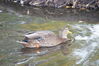 Filename=20201017_076.jpg
Filesize=437KiB
Dimensions=2047x1360
Date added=May 21, 2021 20201017_076.jpg
