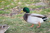 Filename=20201017_077.jpg
Filesize=483KiB
Dimensions=2047x1360
Date added=May 21, 2021 20201017_077.jpg