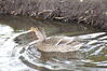 Filename=20201017_078.jpg
Filesize=463KiB
Dimensions=2047x1360
Date added=May 21, 2021 20201017_078.jpg