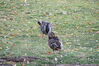 Filename=20201017_081.jpg
Filesize=681KiB
Dimensions=2047x1360
Date added=May 21, 2021 20201017_081.jpg