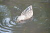 Filename=20201017_083.jpg
Filesize=362KiB
Dimensions=2047x1360
Date added=May 21, 2021 20201017_083.jpg