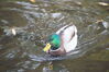 Filename=20201017_084.jpg
Filesize=410KiB
Dimensions=2047x1360
Date added=May 21, 2021 20201017_084.jpg