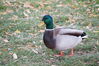Filename=20201017_085.jpg
Filesize=547KiB
Dimensions=2047x1360
Date added=May 21, 2021 20201017_085.jpg