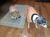 Filename=20201017_089.jpg
Filesize=540KiB
Dimensions=2048x1536
Date added=May 21, 2021 20201017_089.jpg
