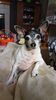 Filename=20201121_002.jpg
Filesize=350KiB
Dimensions=1152x2048
Date added=Nov 07, 2021 20201121_002.jpg
