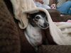 Filename=20201211_001.jpg
Filesize=435KiB
Dimensions=2048x1536
Date added=May 23, 2021 20201211_001.jpg