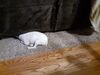 Filename=20201221_001.jpg
Filesize=653KiB
Dimensions=2048x1536
Date added=May 23, 2021 20201221_001.jpg
