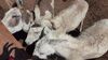 Filename=20210319_009.jpg
Filesize=620KiB
Dimensions=2048x1152
Date added=May 28, 2021 20210319_009.jpg