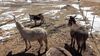 Filename=20210319_022.jpg
Filesize=754KiB
Dimensions=2048x1152
Date added=May 28, 2021 20210319_022.jpg