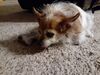 Filename=20210319_032.jpg
Filesize=505KiB
Dimensions=2048x1536
Date added=May 28, 2021 20210319_032.jpg