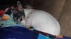 Filename=20210411_000a.jpg
Filesize=476KiB
Dimensions=2048x1152
Date added=Nov 07, 2021 20210411_000a.jpg