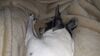 Filename=20210521_004.jpg
Filesize=396KiB
Dimensions=2048x1152
Date added=Dec 26, 2021 20210521_004.jpg