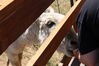 Filename=20210527_035.jpg
Filesize=305KiB
Dimensions=2048x1365
Date added=Dec 28, 2021 20210527_035.jpg