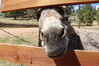 Filename=20210527_036.jpg
Filesize=381KiB
Dimensions=2048x1365
Date added=Dec 28, 2021 20210527_036.jpg