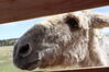 Filename=20210527_044.jpg
Filesize=243KiB
Dimensions=2048x1365
Date added=Dec 28, 2021 20210527_044.jpg
