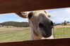 Filename=20210527_045.jpg
Filesize=254KiB
Dimensions=2048x1365
Date added=Dec 28, 2021 20210527_045.jpg