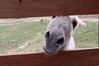 Filename=20210527_047.jpg
Filesize=258KiB
Dimensions=2048x1365
Date added=Dec 28, 2021 20210527_047.jpg