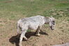 Filename=20210527_050.jpg
Filesize=823KiB
Dimensions=2048x1365
Date added=Dec 28, 2021 20210527_050.jpg