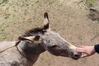 Filename=20210527_051.jpg
Filesize=594KiB
Dimensions=2048x1365
Date added=Dec 28, 2021 20210527_051.jpg