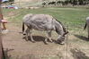Filename=20210527_054.jpg
Filesize=762KiB
Dimensions=2048x1365
Date added=Dec 28, 2021 20210527_054.jpg