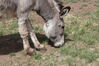 Filename=20210527_056.jpg
Filesize=912KiB
Dimensions=2048x1365
Date added=Dec 28, 2021 20210527_056.jpg