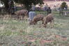 Filename=20210527_071.jpg
Filesize=803KiB
Dimensions=2048x1365
Date added=Dec 28, 2021 20210527_071.jpg