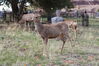 Filename=20210527_073.jpg
Filesize=751KiB
Dimensions=2048x1365
Date added=Dec 28, 2021 20210527_073.jpg