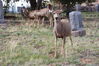 Filename=20210527_075.jpg
Filesize=707KiB
Dimensions=2048x1365
Date added=Dec 28, 2021 20210527_075.jpg