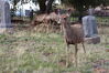 Filename=20210527_076.jpg
Filesize=745KiB
Dimensions=2048x1365
Date added=Dec 28, 2021 20210527_076.jpg