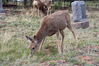 Filename=20210527_077.jpg
Filesize=749KiB
Dimensions=2048x1365
Date added=Dec 28, 2021 20210527_077.jpg