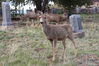Filename=20210527_078.jpg
Filesize=774KiB
Dimensions=2048x1365
Date added=Dec 28, 2021 20210527_078.jpg