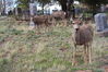 Filename=20210527_079.jpg
Filesize=685KiB
Dimensions=2048x1365
Date added=Dec 28, 2021 20210527_079.jpg