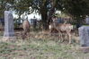 Filename=20210527_080.jpg
Filesize=847KiB
Dimensions=2048x1365
Date added=Dec 28, 2021 20210527_080.jpg
