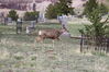 Filename=20210527_081.jpg
Filesize=692KiB
Dimensions=2048x1365
Date added=Dec 28, 2021 20210527_081.jpg