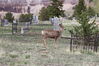 Filename=20210527_082.jpg
Filesize=717KiB
Dimensions=2048x1365
Date added=Dec 28, 2021 20210527_082.jpg