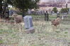 Filename=20210527_083.jpg
Filesize=780KiB
Dimensions=2048x1365
Date added=Dec 28, 2021 20210527_083.jpg