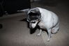 Filename=20210604_034.jpg
Filesize=176KiB
Dimensions=2048x1365
Date added=Dec 28, 2021 20210604_034.jpg