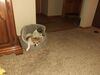 Filename=20210710_001.jpg
Filesize=562KiB
Dimensions=2048x1536
Date added=Dec 29, 2021 20210710_001.jpg
