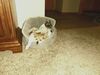 Filename=20210710_002.jpg
Filesize=366KiB
Dimensions=2048x1536
Date added=Dec 29, 2021 20210710_002.jpg