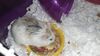 Filename=20210718_002.jpg
Filesize=419KiB
Dimensions=2048x1152
Date added=Dec 29, 2021 20210718_002.jpg