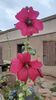 Filename=20210801_047.jpg
Filesize=377KiB
Dimensions=1152x2048
Date added=Dec 30, 2021 20210801_047.jpg