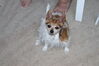 Filename=20210802_011.jpg
Filesize=330KiB
Dimensions=2048x1365
Date added=Dec 30, 2021 20210802_011.jpg