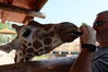 Filename=20210808_003.jpg
Filesize=257KiB
Dimensions=2048x1365
Date added=Dec 30, 2021 20210808_003.jpg