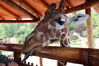 Filename=20210808_005.jpg
Filesize=381KiB
Dimensions=2048x1365
Date added=Dec 30, 2021 20210808_005.jpg