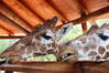 Filename=20210808_006.jpg
Filesize=383KiB
Dimensions=2048x1365
Date added=Dec 30, 2021 20210808_006.jpg