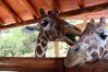 Filename=20210808_009.jpg
Filesize=364KiB
Dimensions=2048x1365
Date added=Dec 30, 2021 20210808_009.jpg