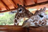 Filename=20210808_010.jpg
Filesize=374KiB
Dimensions=2048x1365
Date added=Dec 30, 2021 20210808_010.jpg